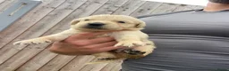 Golden Retriever dogs for sale: 🤍Cream / Platinum Golden Retriever Pups 🤍 - Advert 21