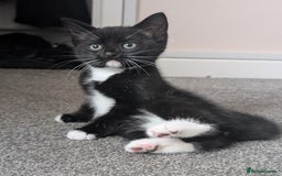 Mixed Breed cats for sale: Lovely black and Tuxedo kittens for sale - Image 2