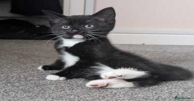 Mixed Breed cats - Advert 5