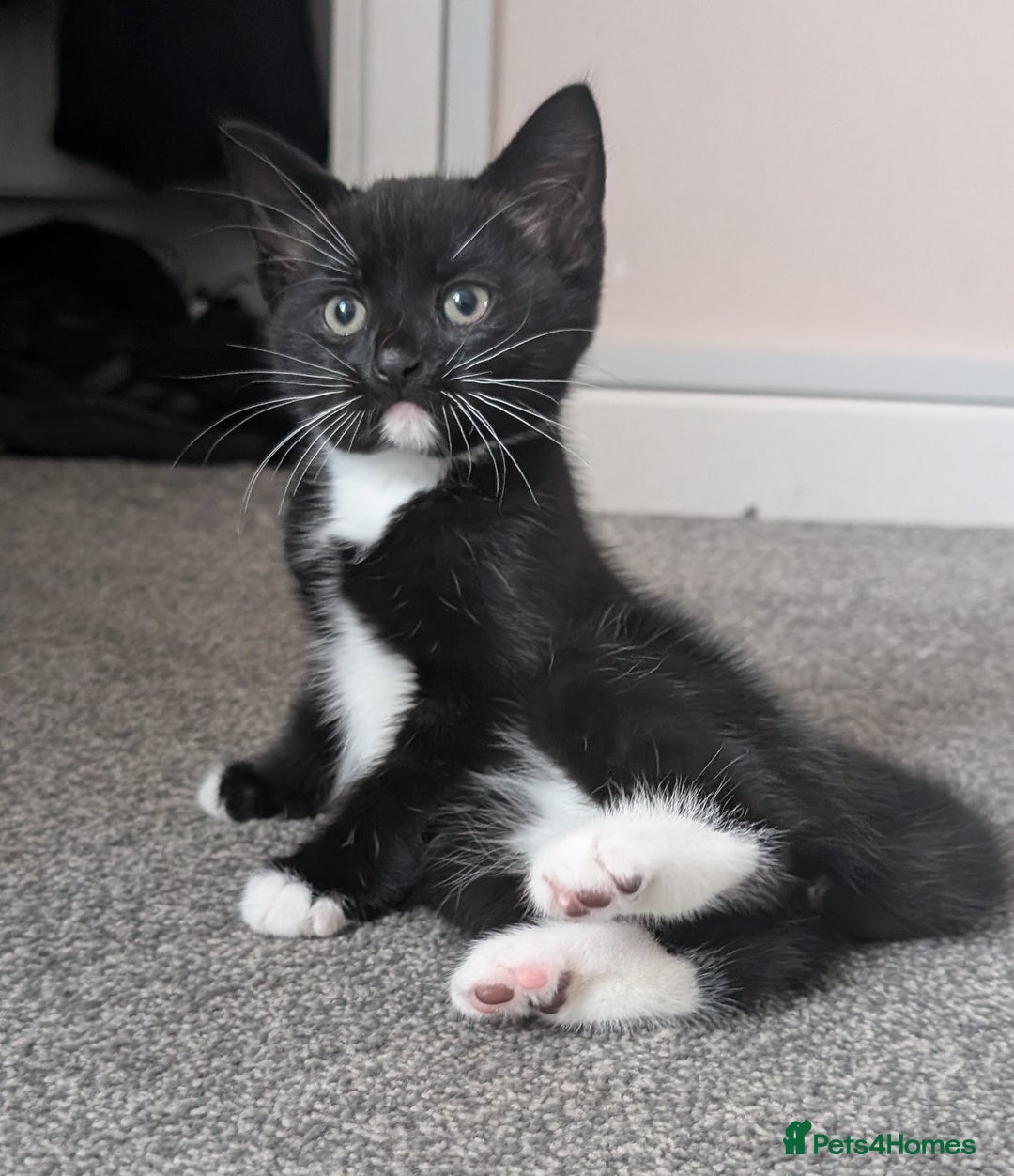 Mixed Breed cats for sale: Lovely black and Tuxedo kittens for sale - Image 2