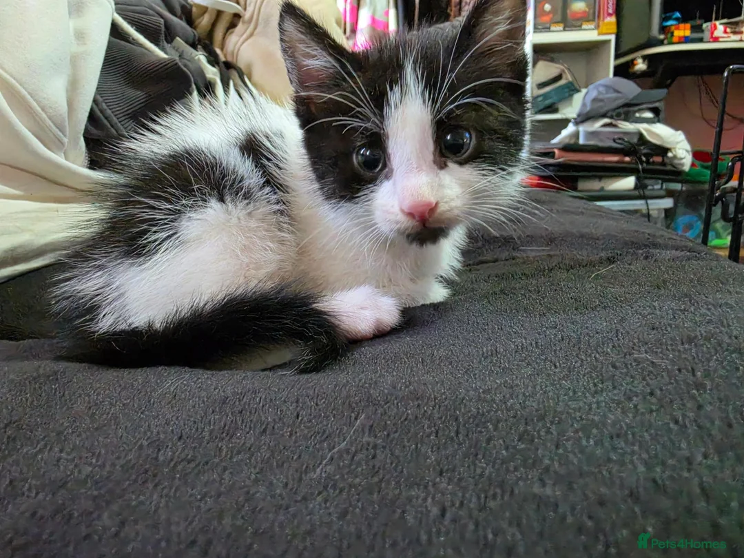 Mixed Breed cats for sale: 3 beautiful black and white kittens £25 in Manchester - Advert 2