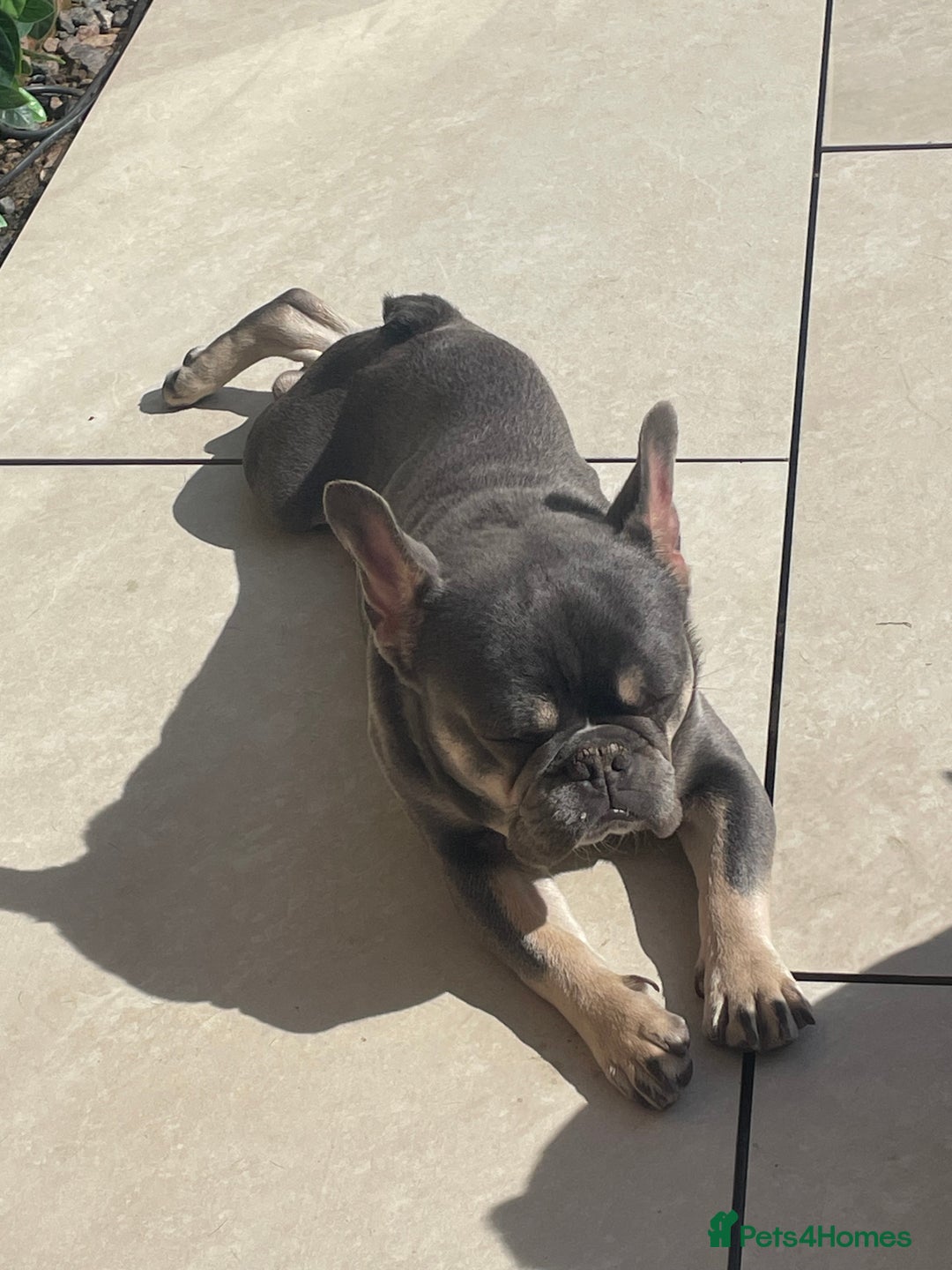 French Bulldog dogs for sale: A special pup - Image 5