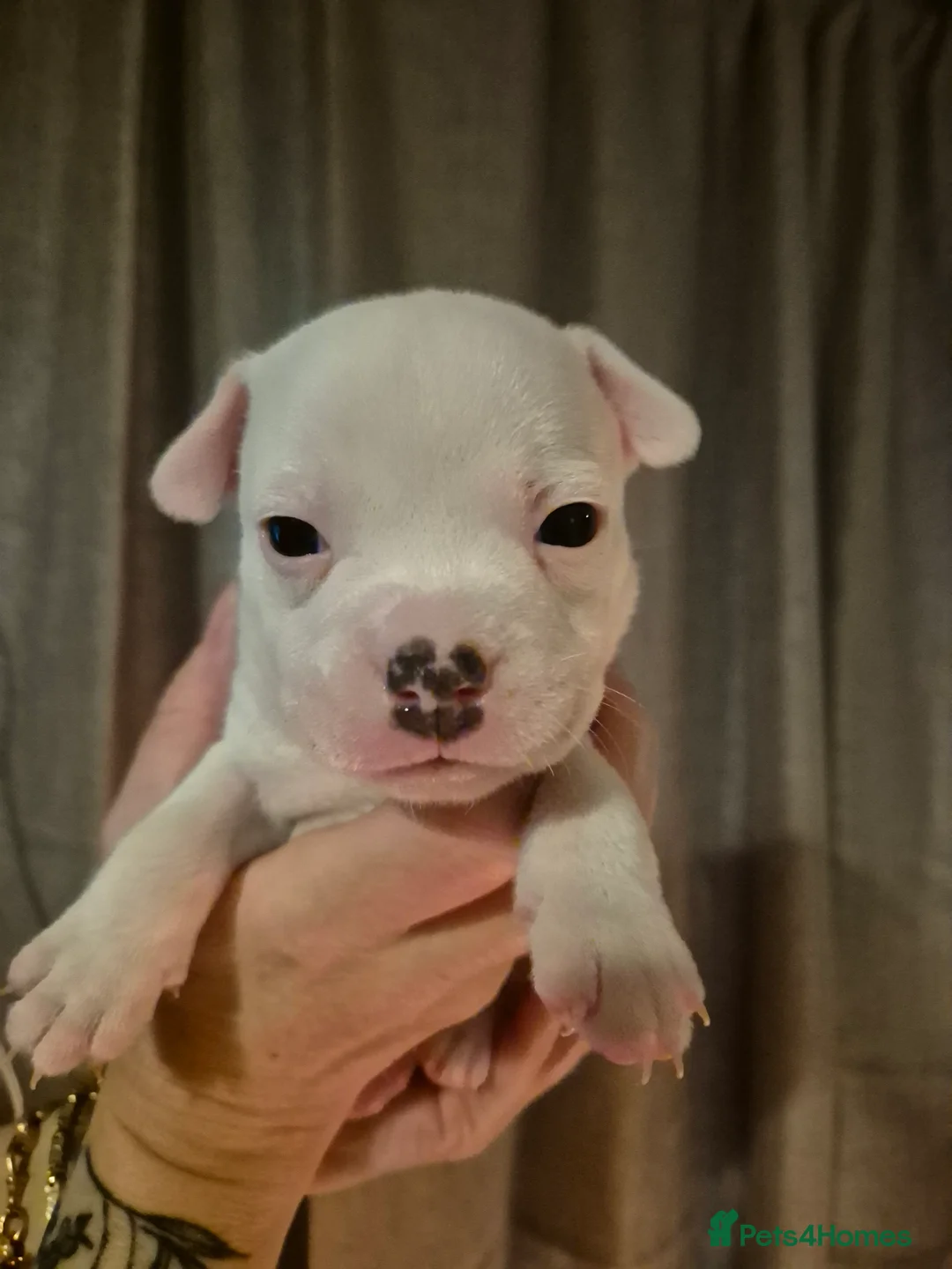 Staffordshire Bull Terrier dogs for sale: Blue Staffordshire Bull Terrier puppies  - Advert 15