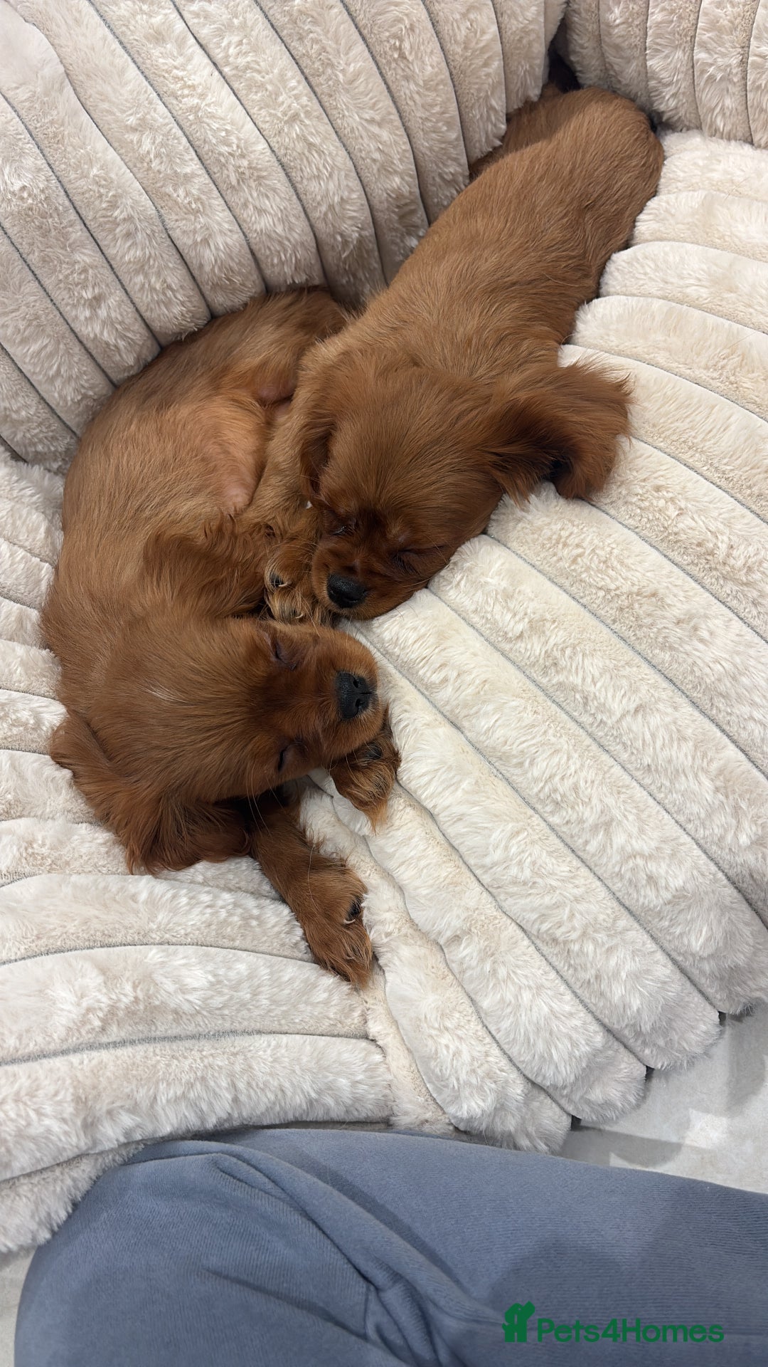 Cavalier King Charles Spaniel dogs for sale: KC registered Health tested King Charles cavalier - Advert 17