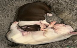 Boston Terrier dogs for sale: 🎃👻 TWO BOO-TIFUL BOO-STON BABIES 👻🎃 - Image 3