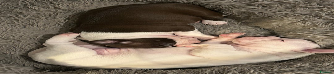 Boston Terrier Puppy 2