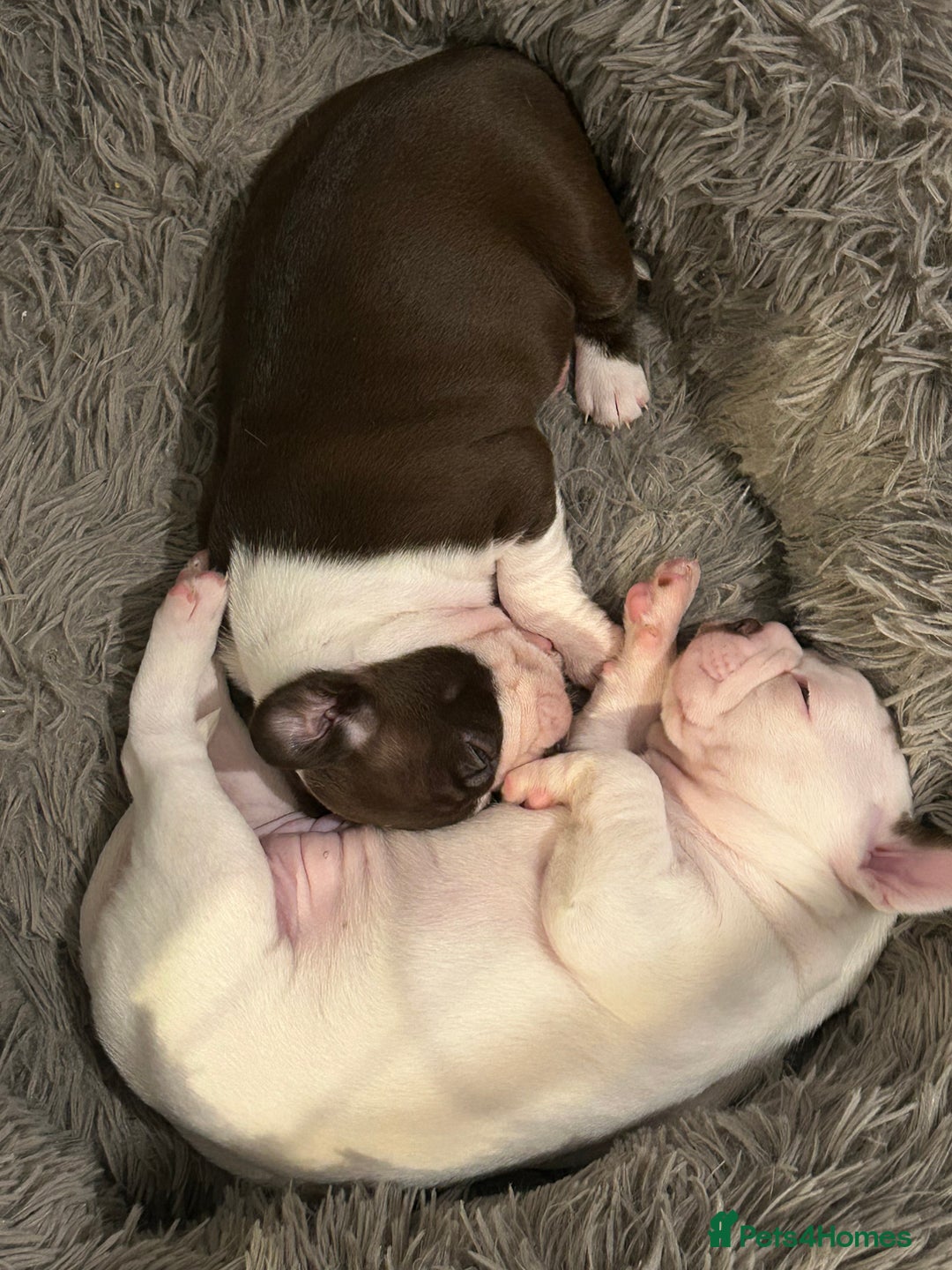 Boston Terrier dogs for sale: 🎃👻 TWO BOO-TIFUL BOO-STON BABIES 👻🎃 - Image 3