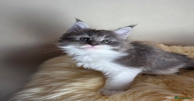 Maine Coon cats - Advert 7