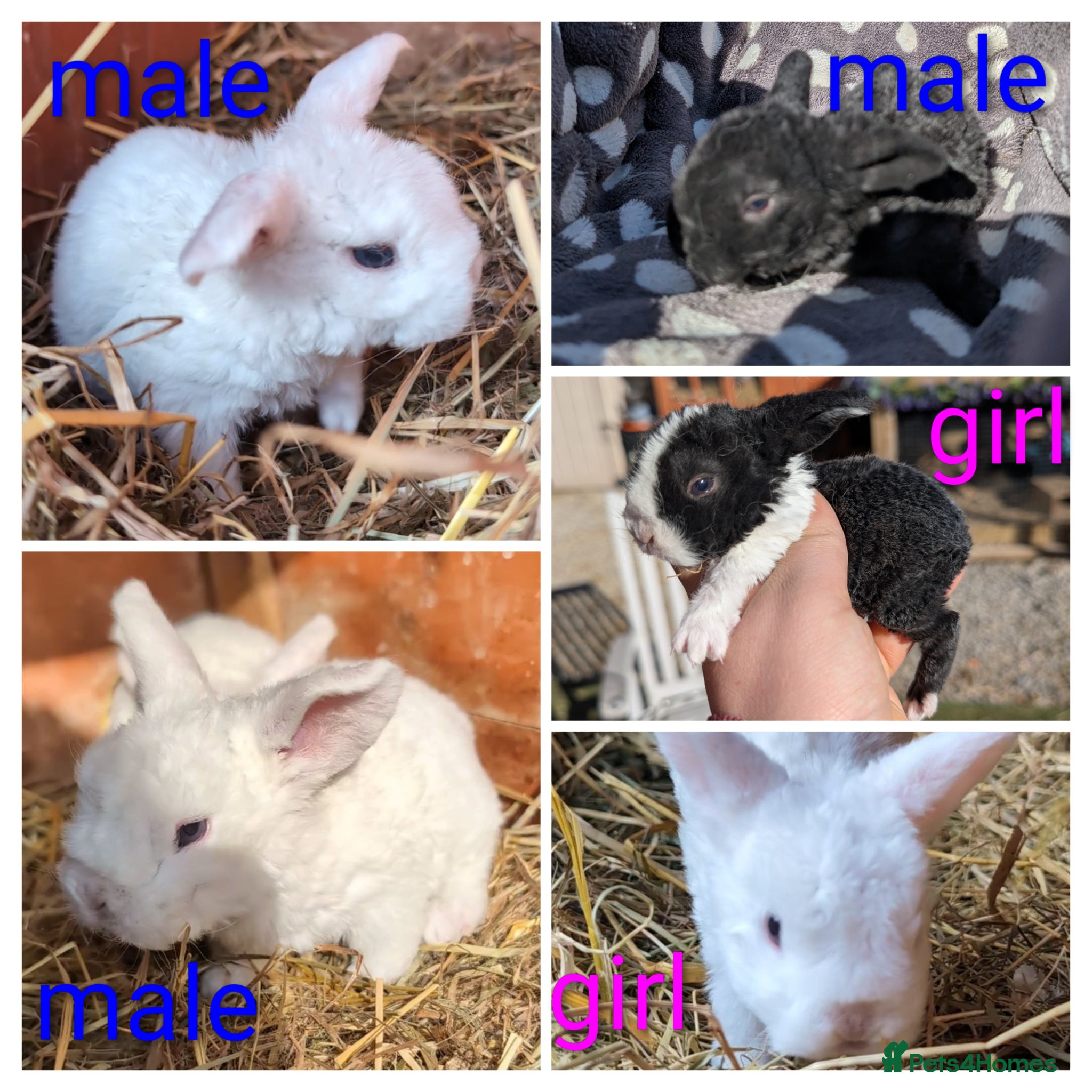 Mini Lop rabbits Mini plush lops - Advert 1