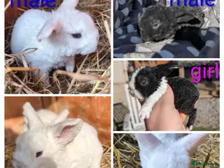 Mini Lop rabbits Mini plush lops - Advert 1