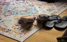 Mixed Breed cats for sale: Beautiful beige and grey kittens - Image 8