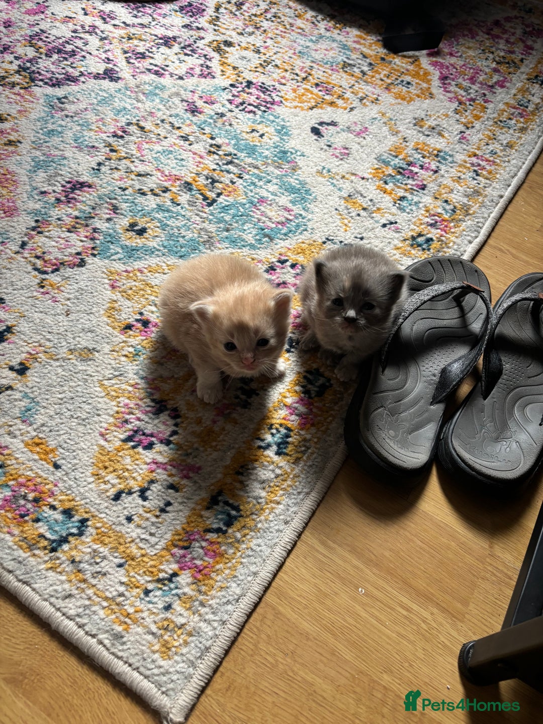 Mixed Breed cats for sale: Beautiful beige and grey kittens - Image 8