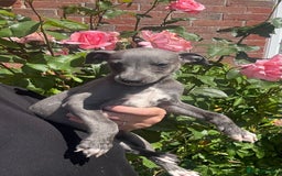 Whippet dogs for sale: Kc reg Beautiful blue whippets ready to leave  - Image 23
