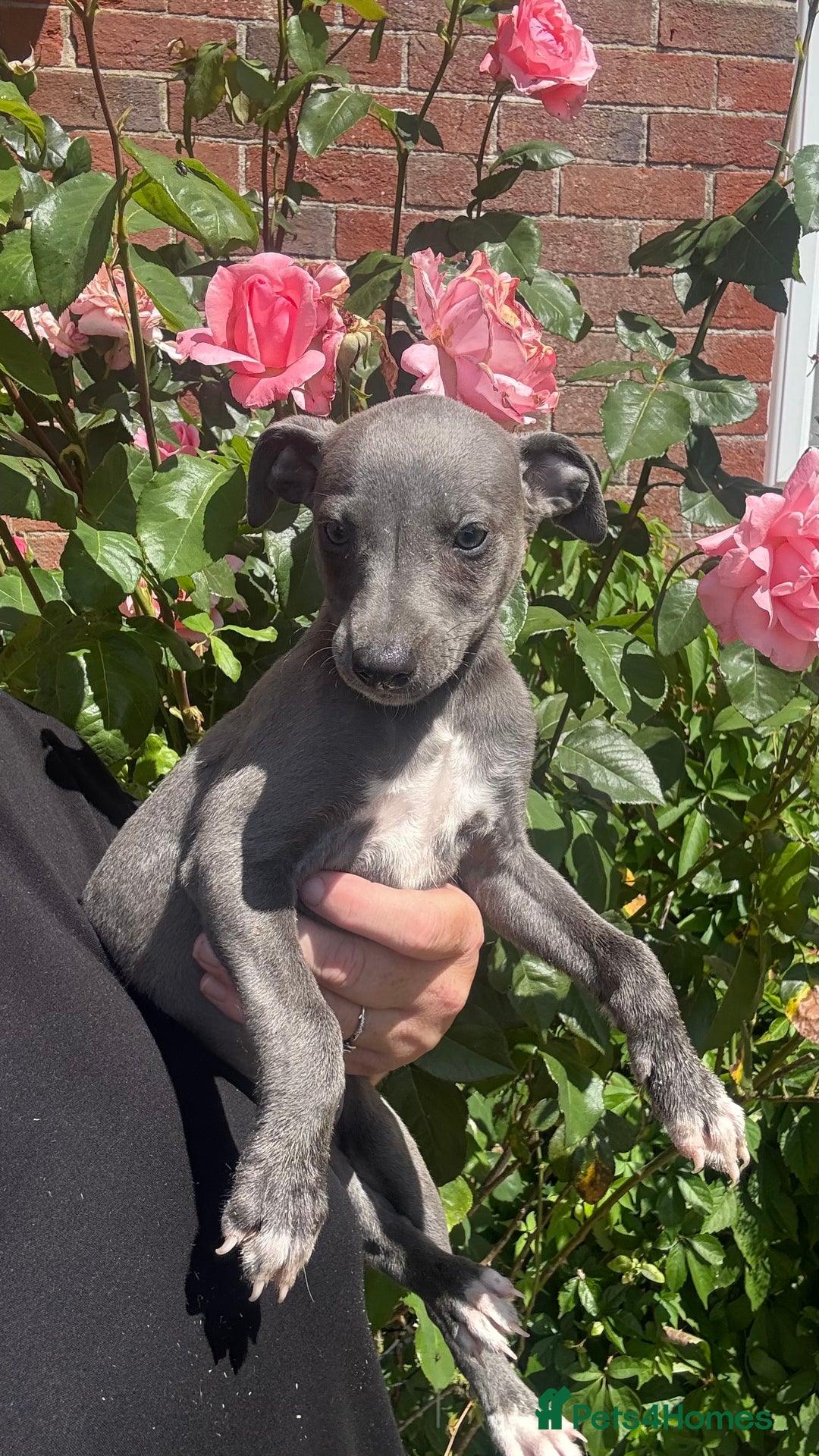 Whippet dogs for sale: Kc reg Beautiful blue whippets ready to leave  - Image 23