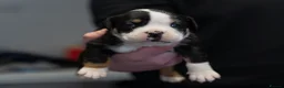 English Bulldog dogs for sale: English bulldogs PUPPIES NEBBR REGISTERED - Advert 12
