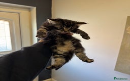 Mixed Breed cats for sale: kittens - Image 2
