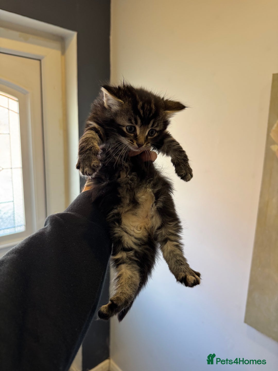 Mixed Breed cats for sale: kittens - Image 2