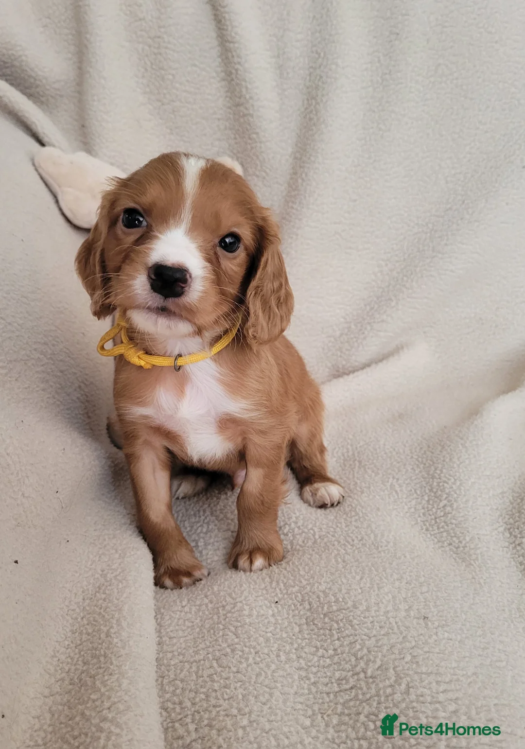 Cocker Spaniel dogs for sale: Small Health Tested Working Cocker Pups - Advert 32