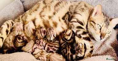 Bengal cats - Advert 7