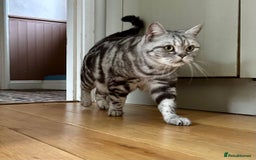 British Shorthair cats for sale: Looking for a lap Cat???? - Image 4