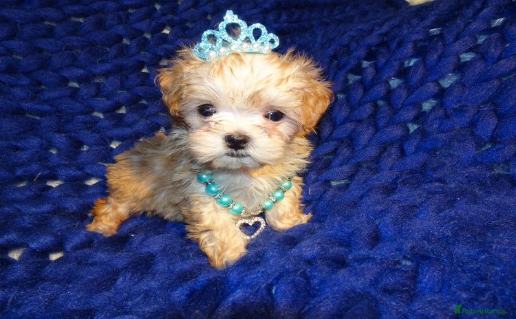 Maltipoo dogs - Advert 8