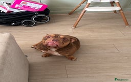 American Bully dogs for sale: 3 year old pocket bully for sale - Image 2