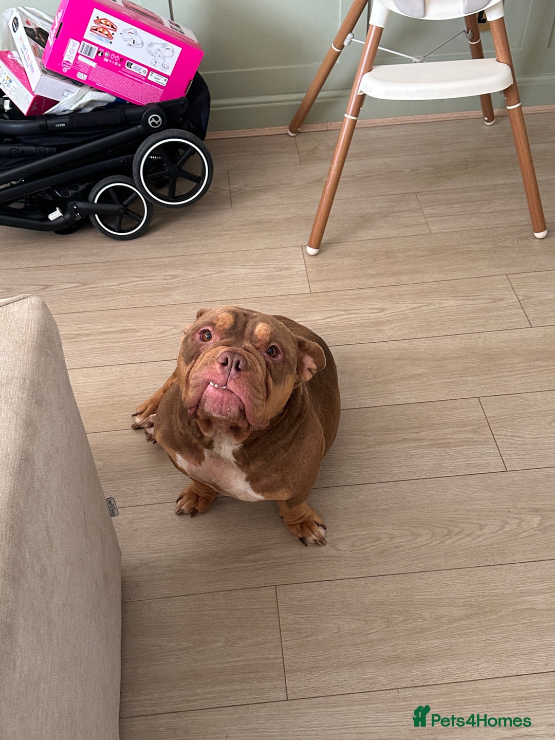 American Bully dogs for sale: 3 year old pocket bully for sale - Image 2
