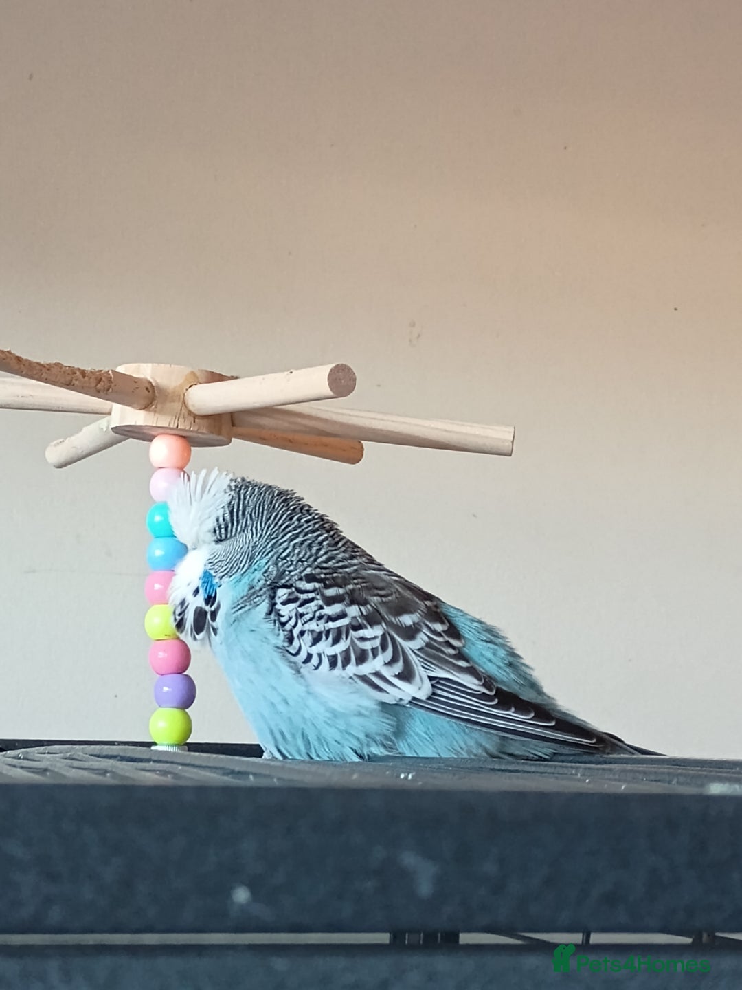 Budgerigars birds for sale: Budgies - Advert 9