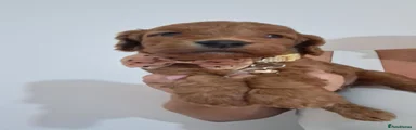 Cockapoo 1
