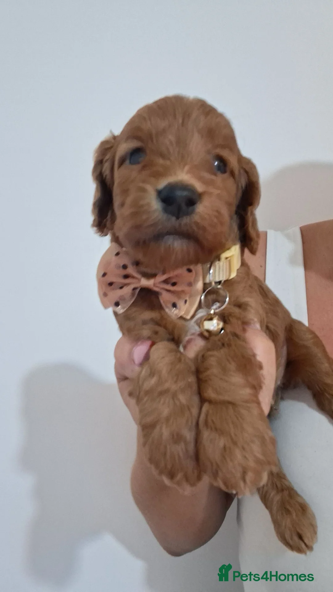 Cockapoo dogs for sale: Outstanding F1 Cockapoo pups 🐾 - Advert 15