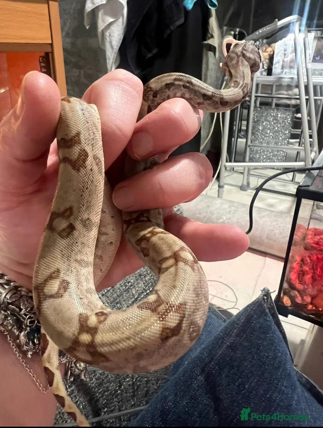 Boa Snake reptiles for sale: Litter of baby boas. in Newport - Advert 2