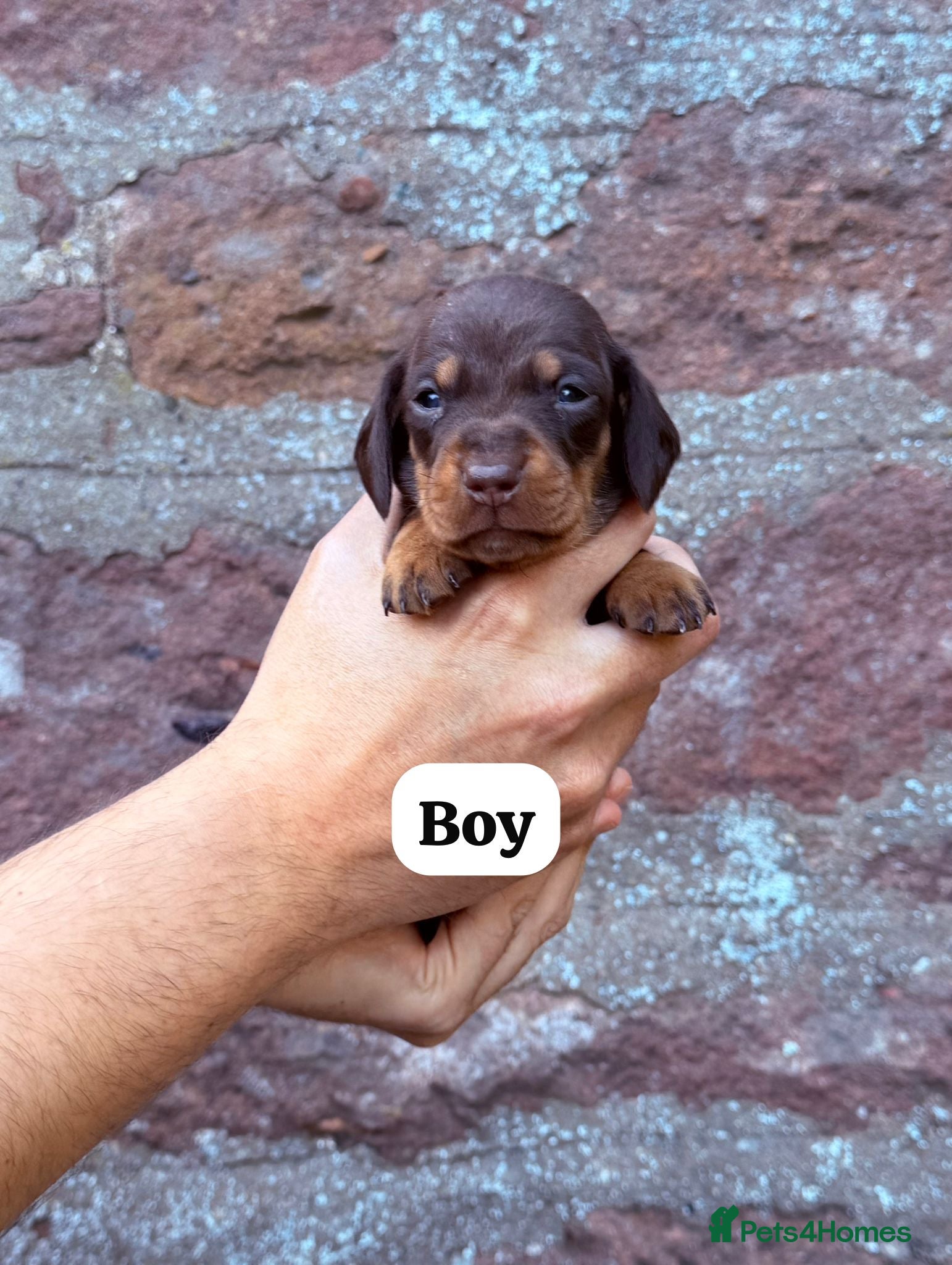 Miniature Dachshund dogs 🐾 Miniature Dachshund Puppies for Sale 🐾 - Advert 5