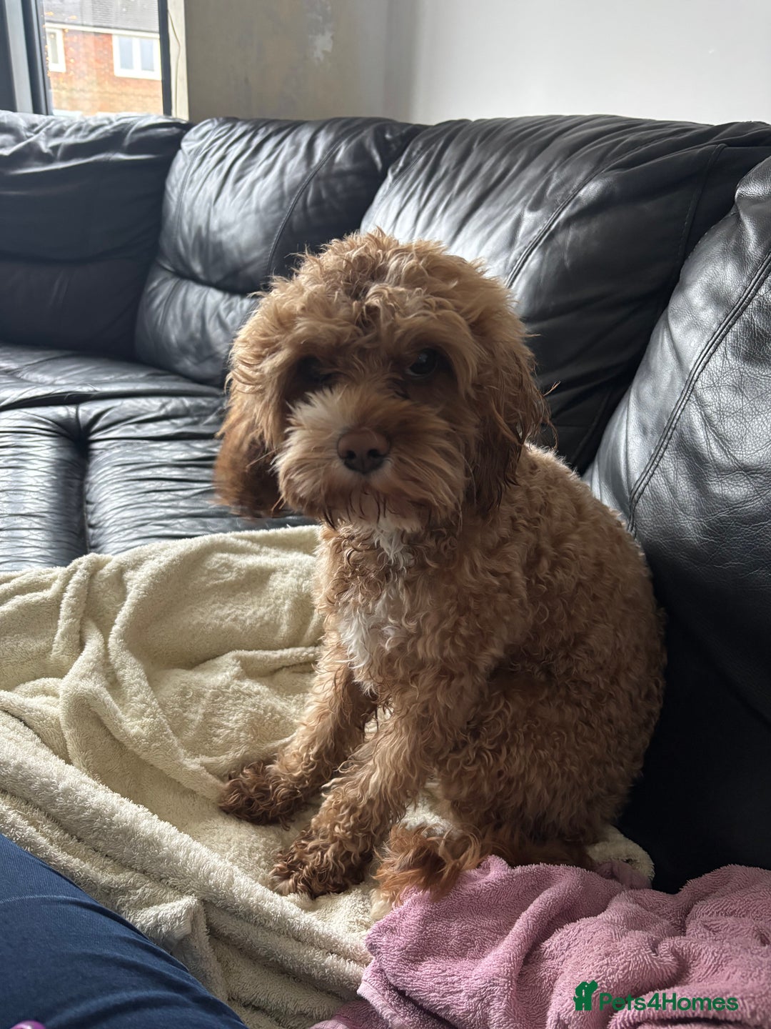 Cavapoo dogs for stud: Proven Cavapoo for stud in Horsham - Advert 4