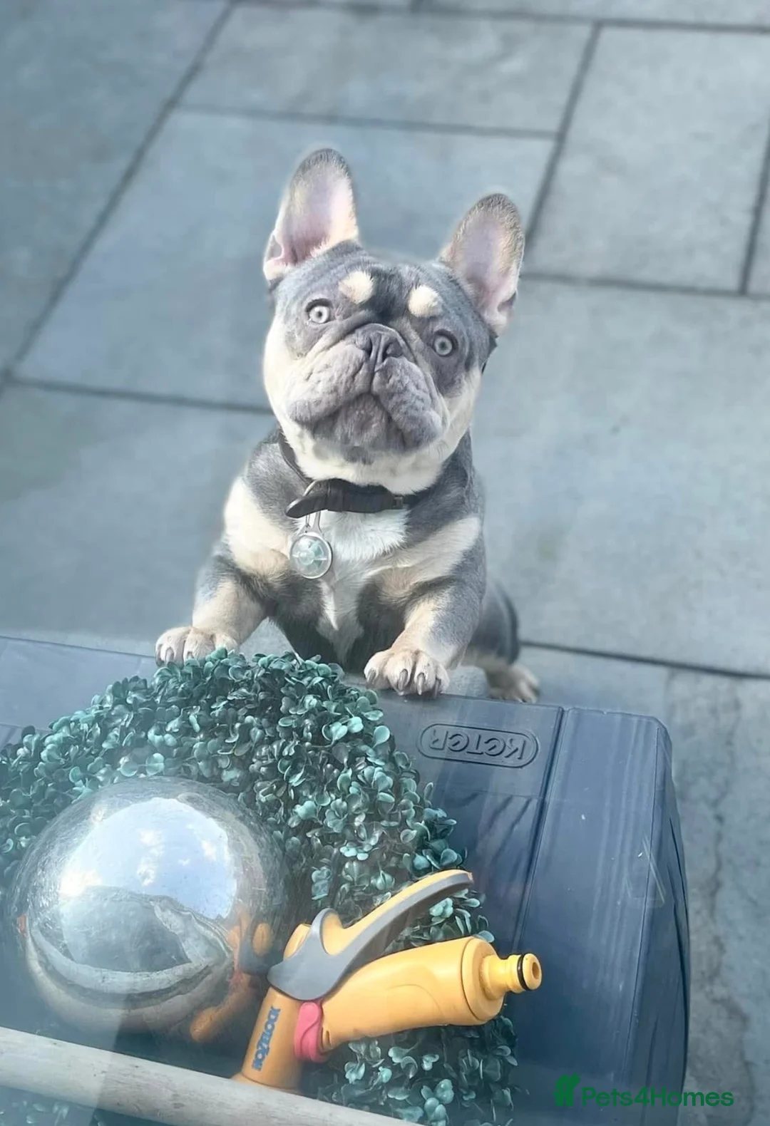 French Bulldog dogs for stud: FRENCHIE FOR STUD  in Tipton - Advert 2