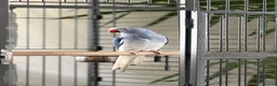 Ringnecks birds for sale: Blue Indian Ringneck For Sale - Advert 10