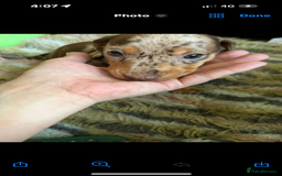 Miniature Dachshund dogs for sale: 1 male miniature dachshund  - Image 3
