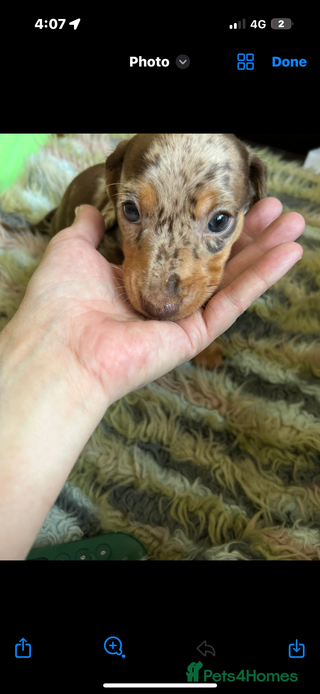 Miniature Dachshund dogs for sale: 1 male miniature dachshund  - Image 3