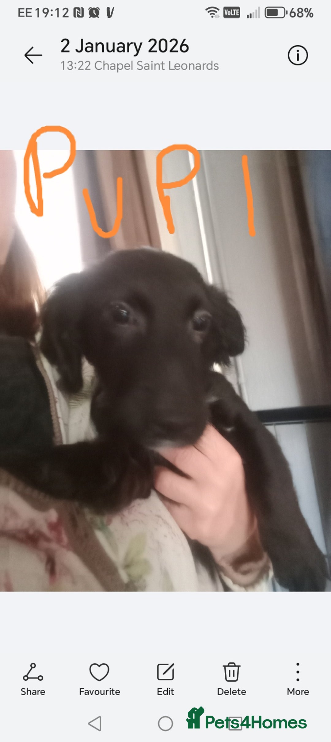 Mixed Breed dogs for sale: 3 Cockapoo x Jack Russell DNA clr Mum - Advert 8