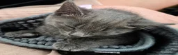 Mixed Breed cats for sale: Gorgeous Grey/blue female kittens  - Advert 2