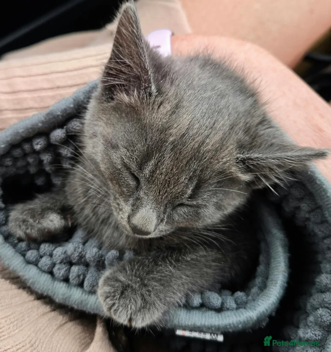 Mixed Breed cats for sale: Gorgeous Grey/blue female kittens  - Advert 2