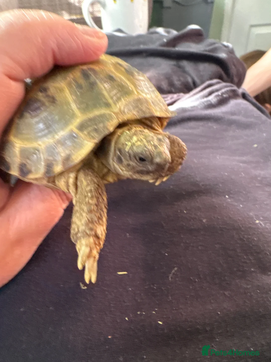 Hermann Tortoise reptiles for sale: Tortoise in Blackburn - Advert 2
