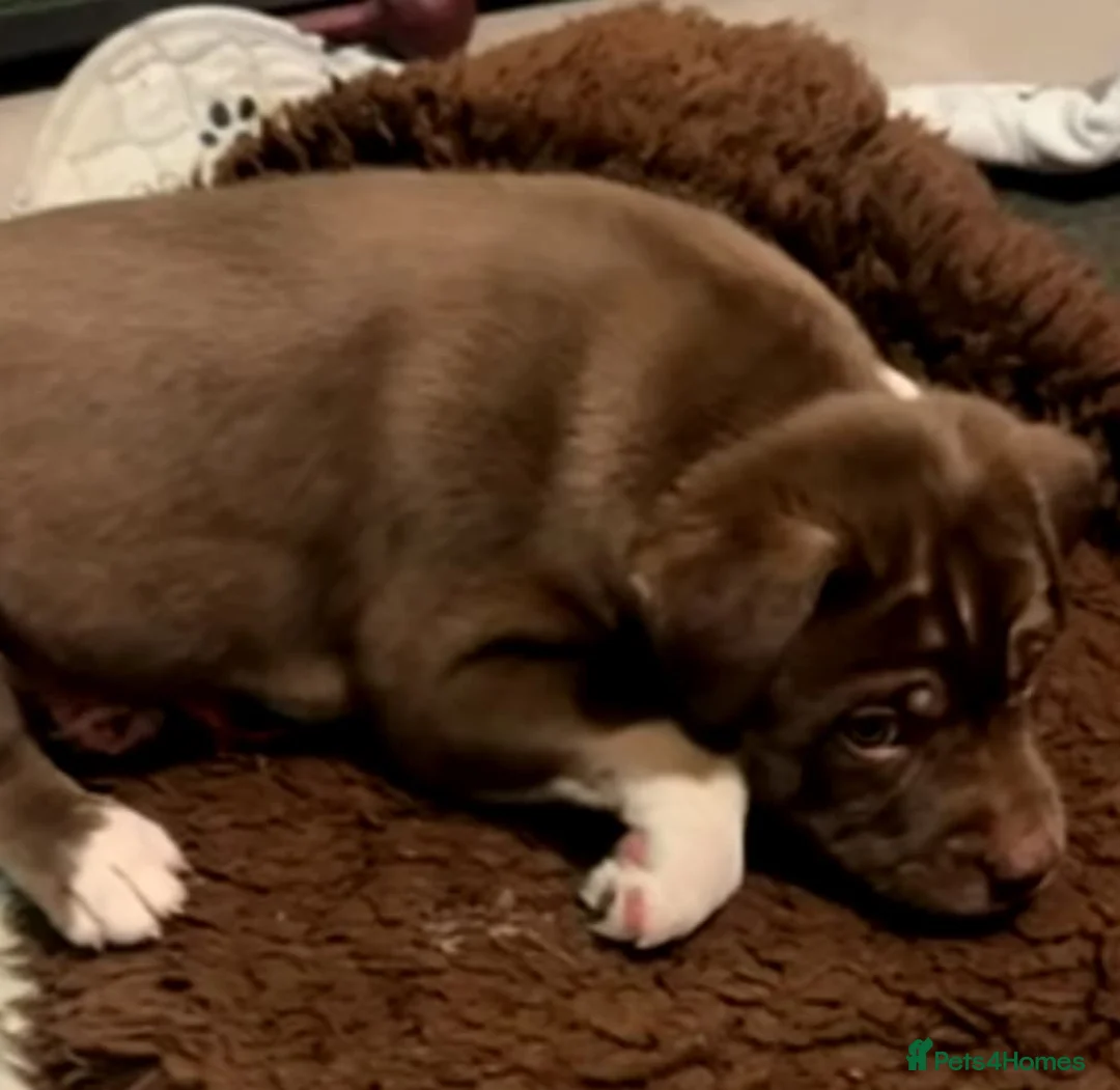 Mixed Breed dogs for sale: Pocket bulldog  Siberian husky x pocket pitskys - Advert 13