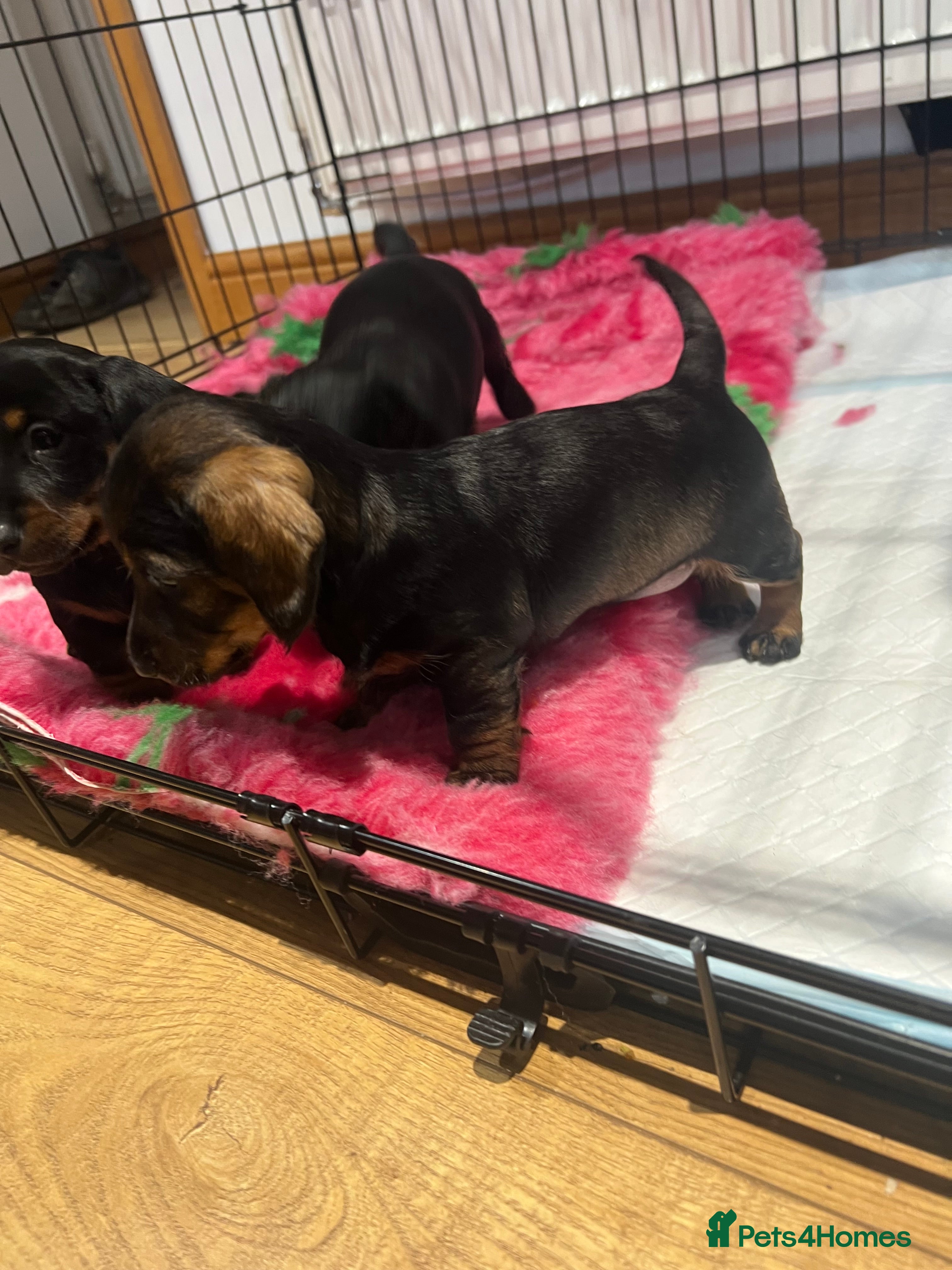 Miniature Dachshund dogs **Exceptionally well Raised Miniature Dachshunds** - Advert 3