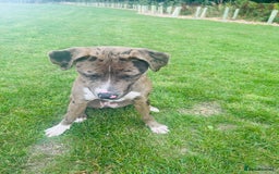 Mixed Breed dogs for sale: Merle female American bulldog 9 months - Image 5