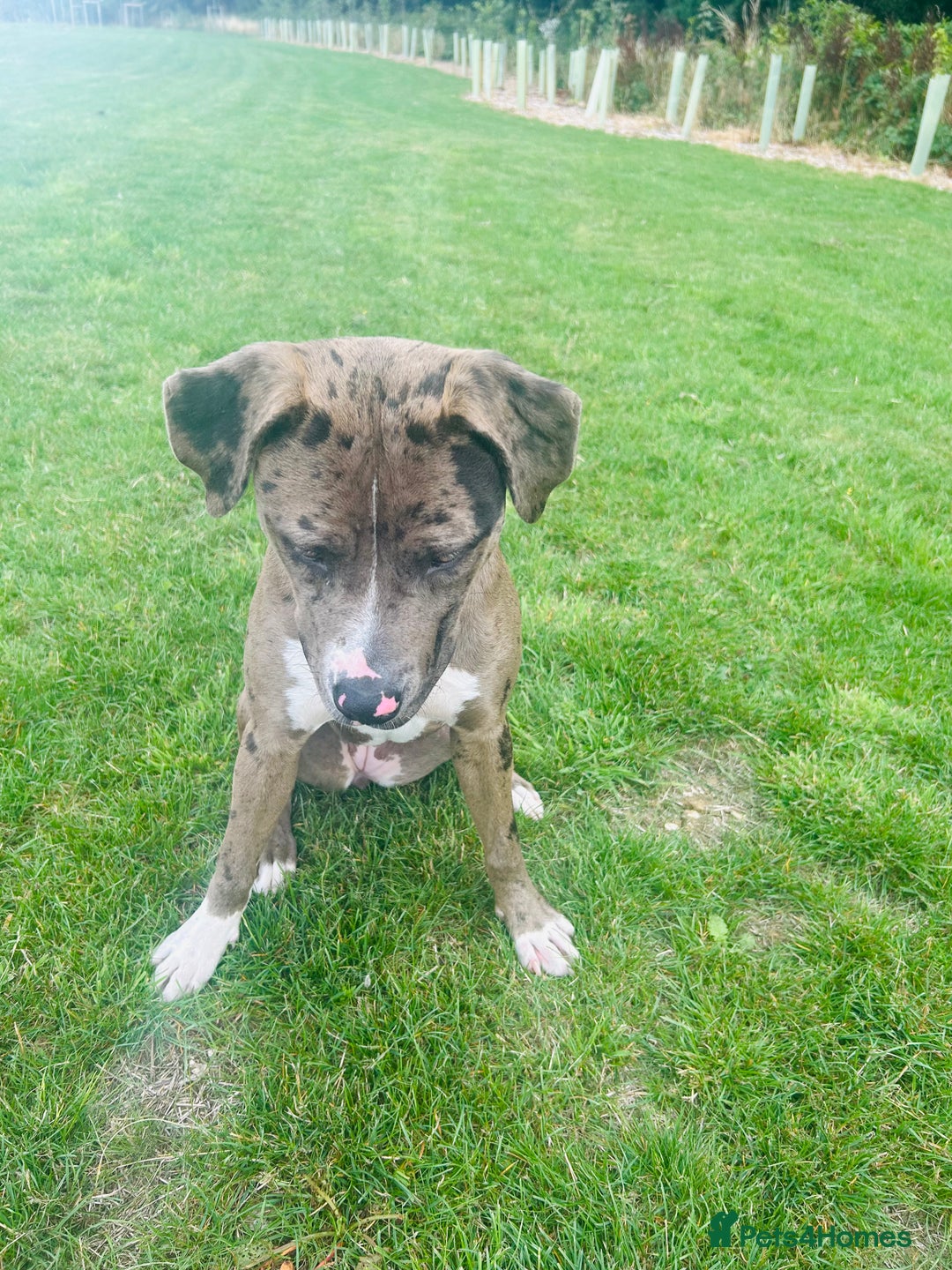 Mixed Breed dogs for sale: Merle female American bulldog 9 months - Image 5