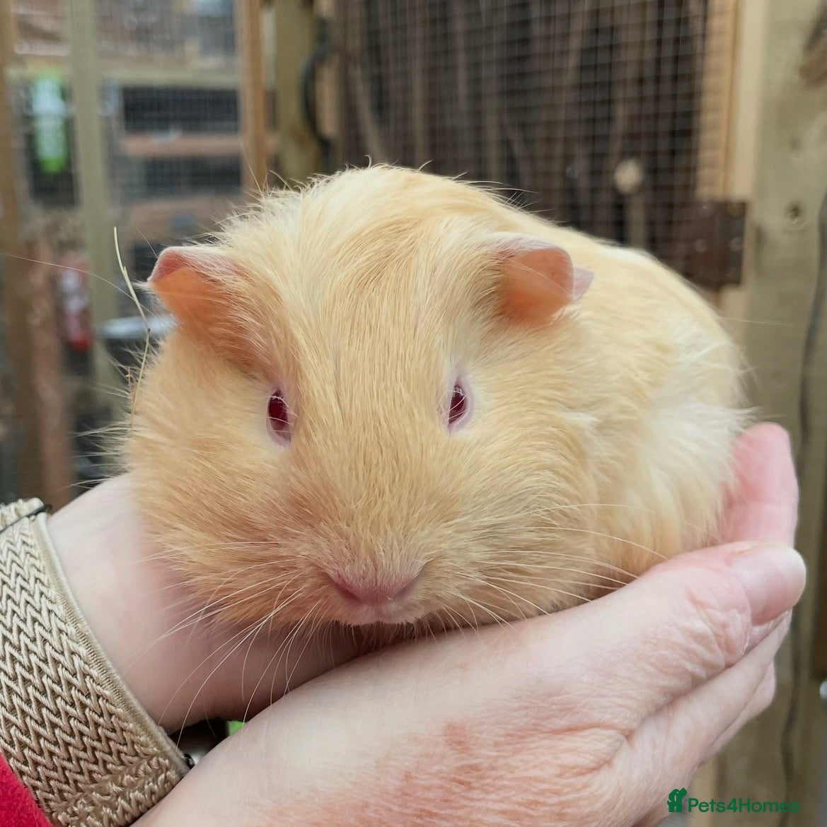 Guinea Pig rodents Baby bonded guinea pigs  - Advert 18