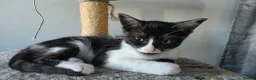 Egyptian Mau cats for sale: Beautiful 1/4 Egyptian Mau - Advert 2