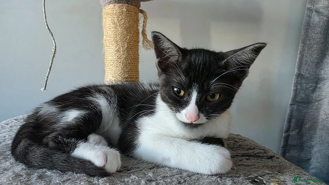 Egyptian Mau cats for sale: Beautiful 1/4 Egyptian Mau - Advert 2