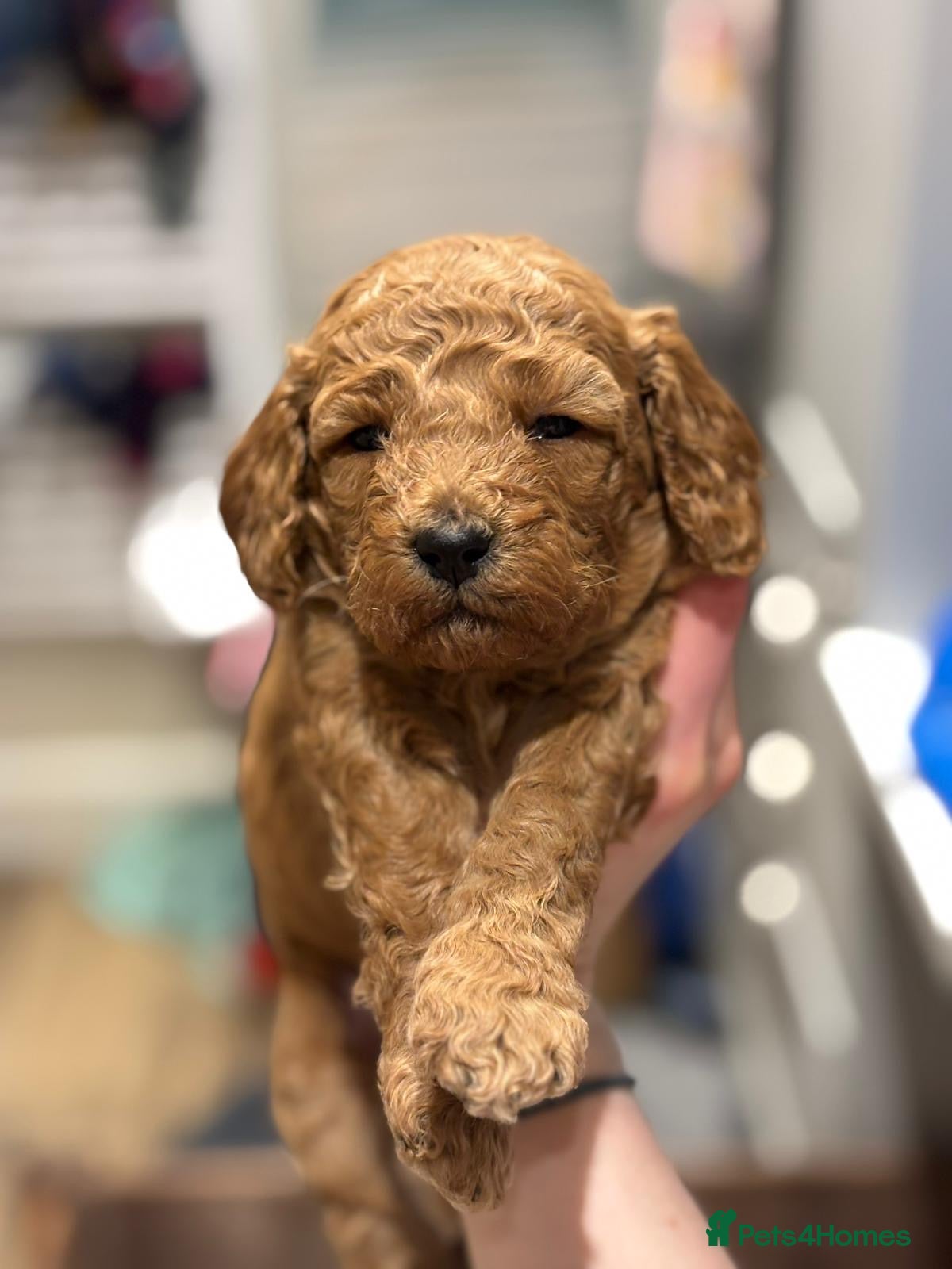 Cockapoo dogs 4th generation Cockapoo puppies - Advert 1