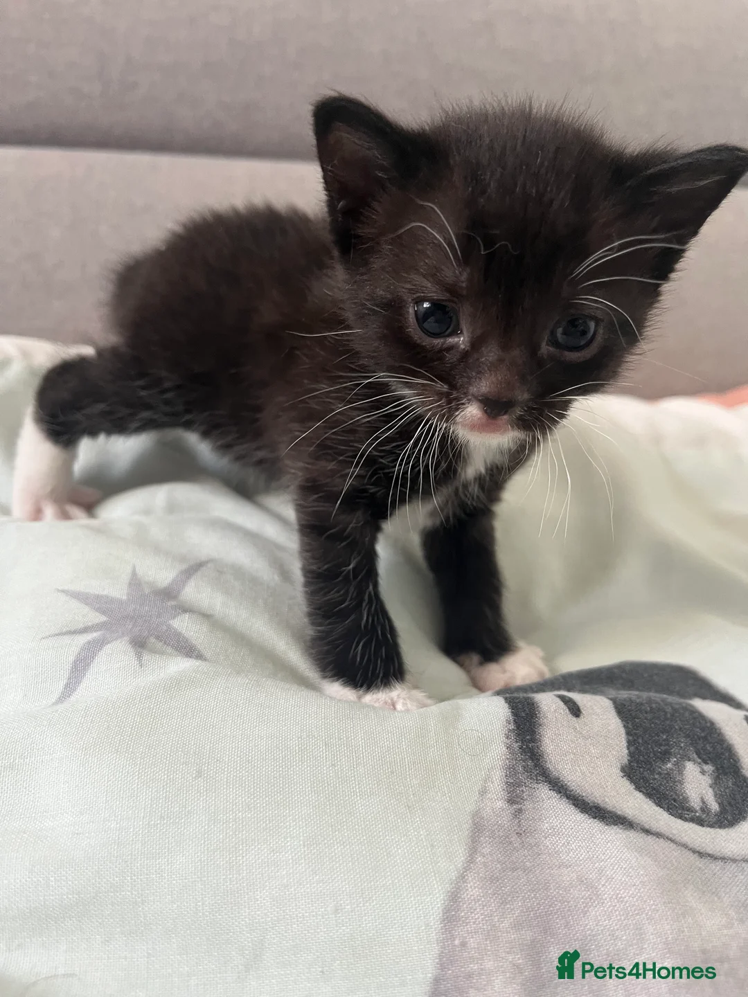 Domestic Shorthair cats for sale: Kittens for sale in Manchester - Advert 6